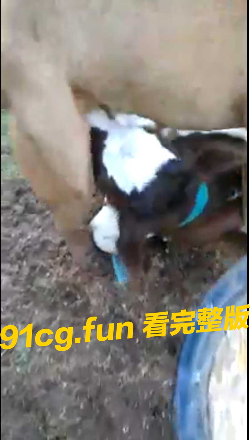 牛