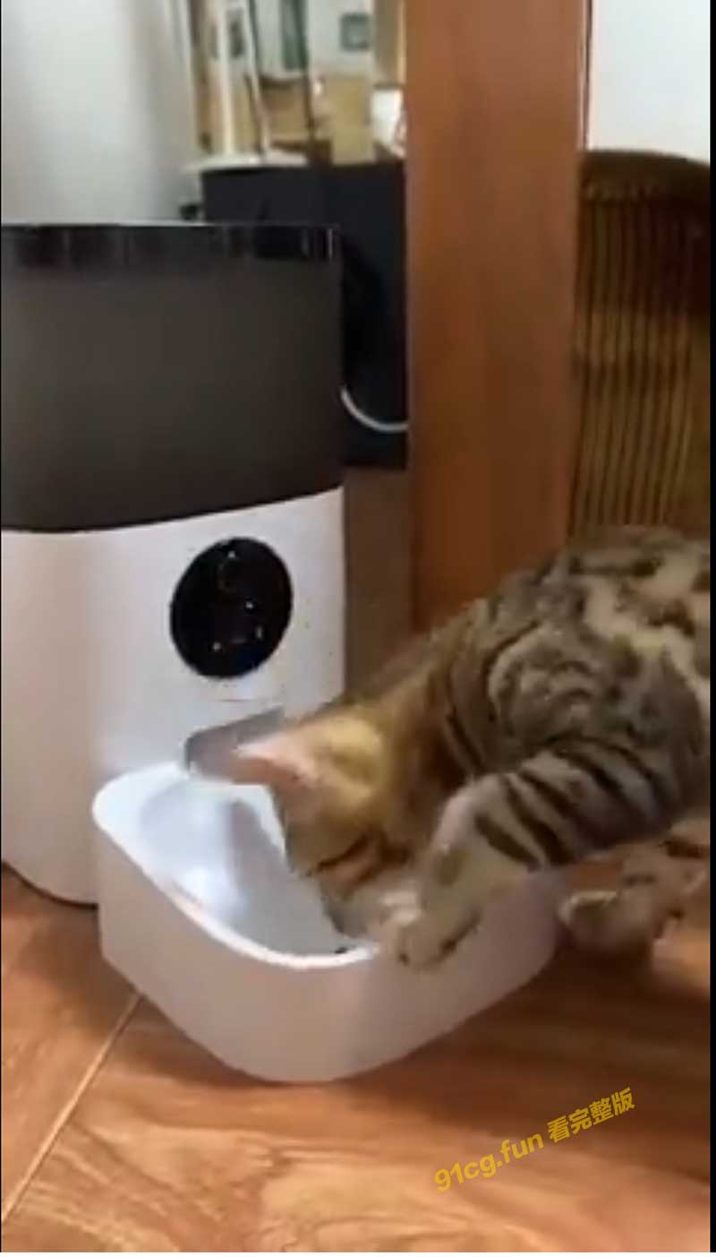 猫.jpg 猫.jpg
