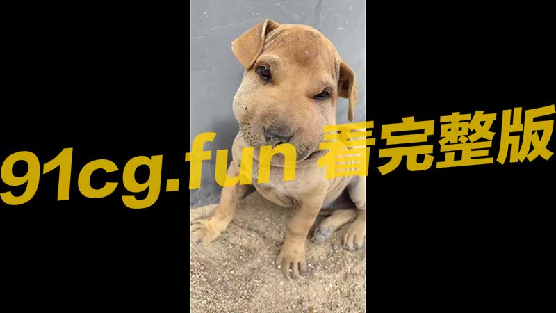 狗.jpg