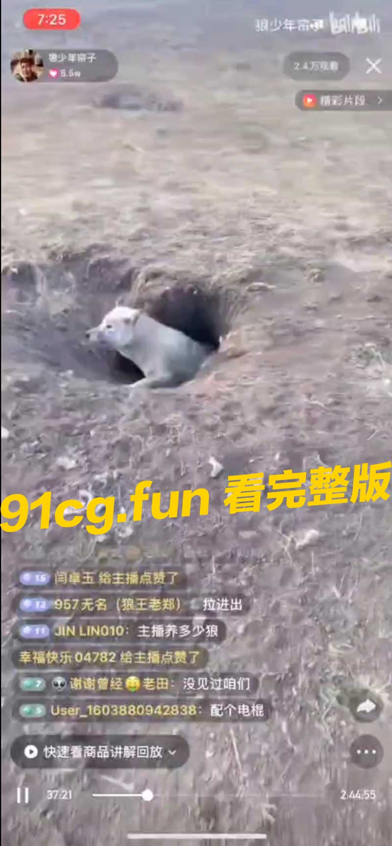 直播被狼攻击狼出现带来紧张刺激现实事件值得关注安全问题