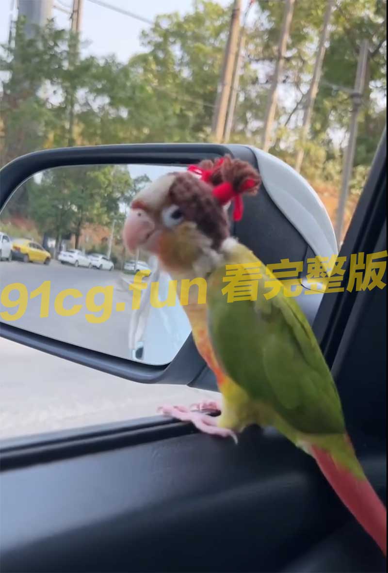 鹦鹉.jpg 鹦鹉.jpg