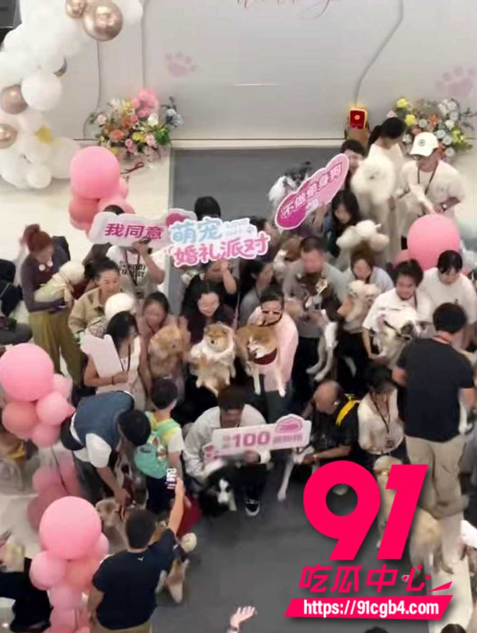 太原狗狗婚礼 2 太原狗狗婚礼 2