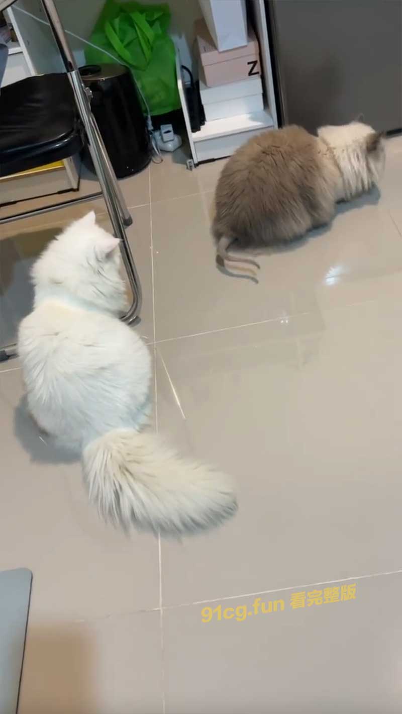 雄性秃猫怎么后面有点凉搞笑视频引发网友热议生活趣事值得分享欢乐时刻