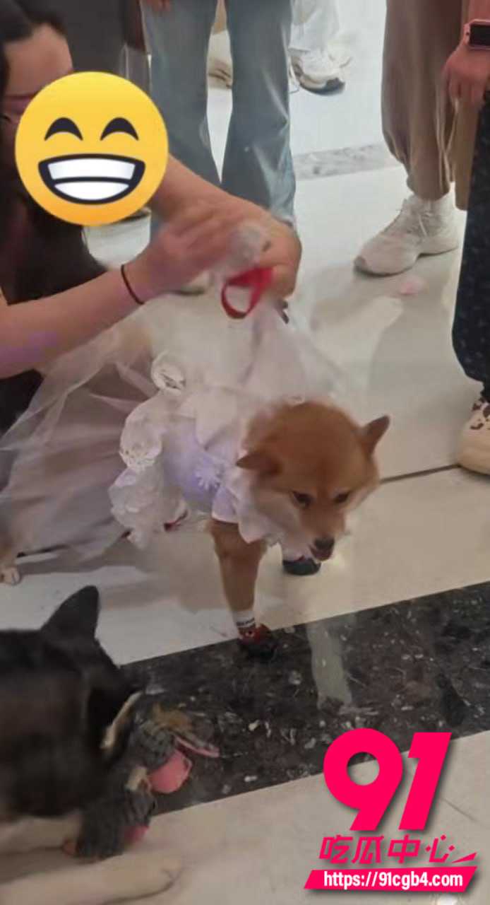 太原狗狗婚礼 5