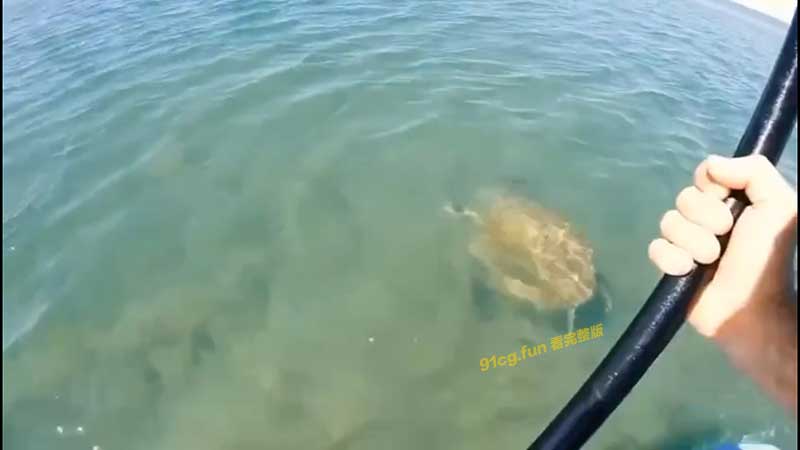 鲨鱼抓海龟 你救它,那你留下 #落水