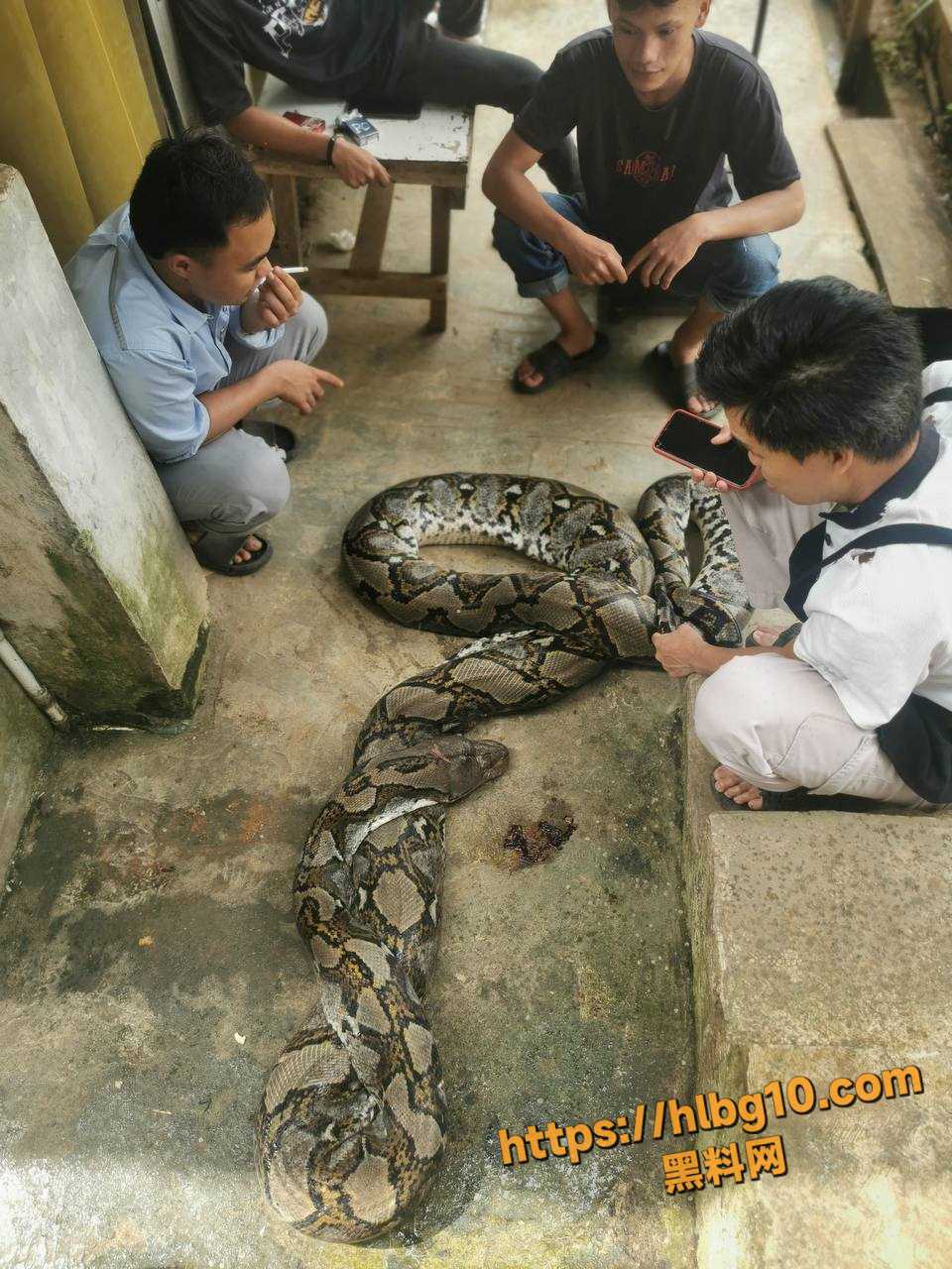 吃瓜猎奇 54公斤巨型蟒蛇被捕 农户剥皮下锅做大补美食 场面血腥！